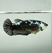 Black Mamba Female Betta Fish BM-1245