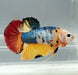 Galaxy Koi Betta Fish Male  GK-1519