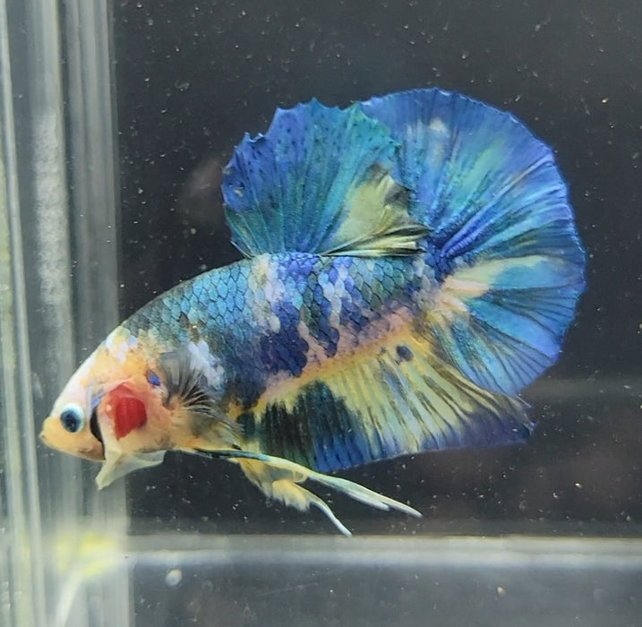 Galaxy Koi Betta Fish Male GK-1617