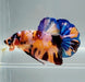 Galaxy Koi Male Betta Fish GK-1450