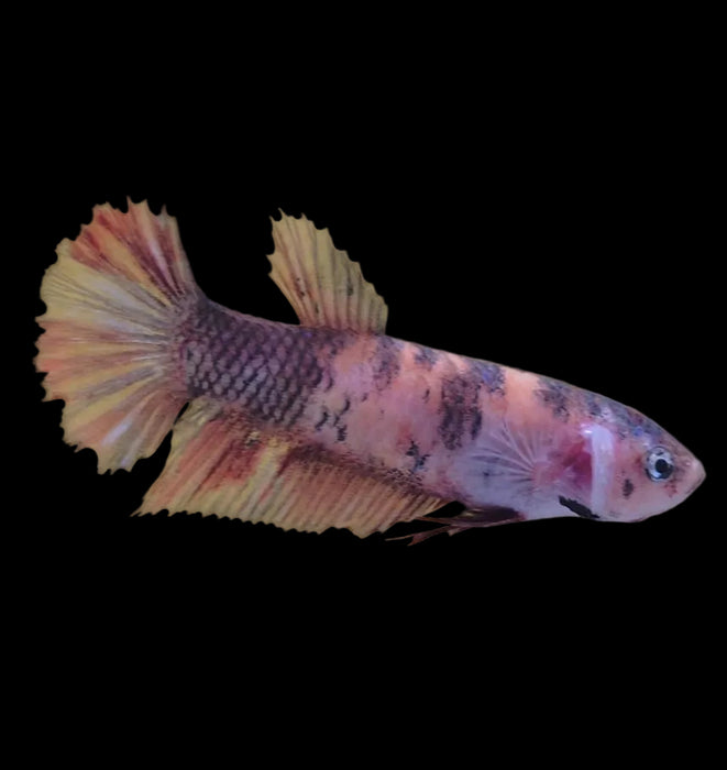 Giant Galaxy Koi Betta Fish Female GK-1758