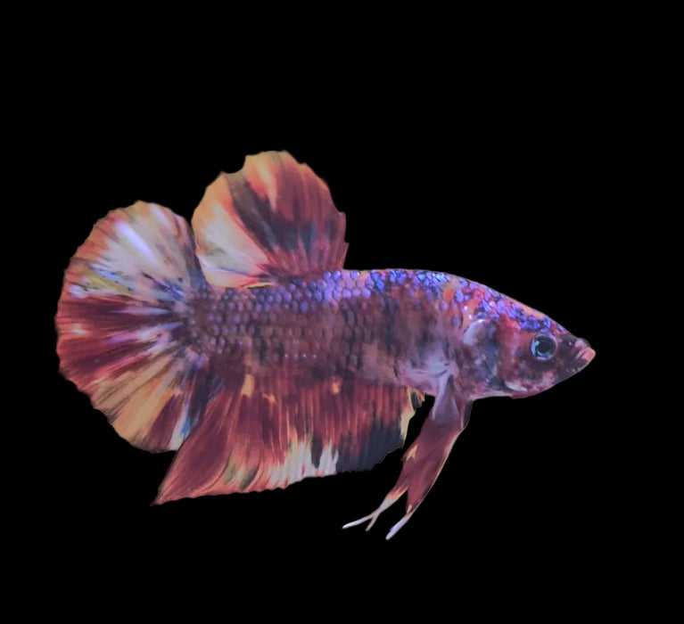 Giant Galaxy Koi Betta Fish Male GK-1747