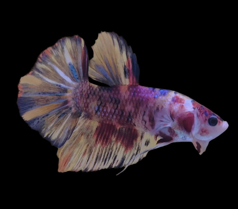 Giant Galaxy Koi Betta Fish Male GK-1753