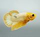 Yellow Fancy Male Betta Fish YF-1363