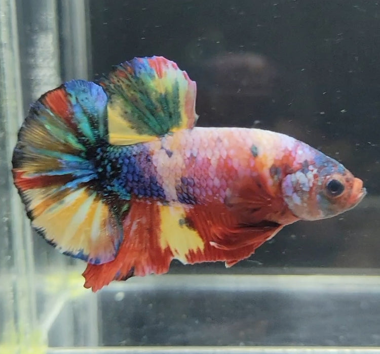 Galaxy Koi Betta Fish Male GK-1609