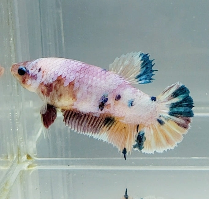 Galaxy Koi Betta Fish Male GK-1525