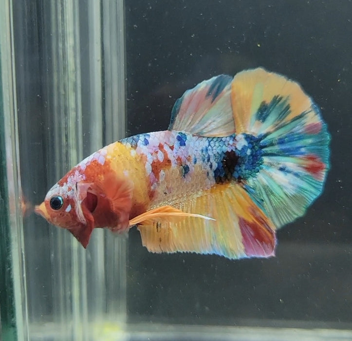 Galaxy Koi Betta Fish Male GK-1618