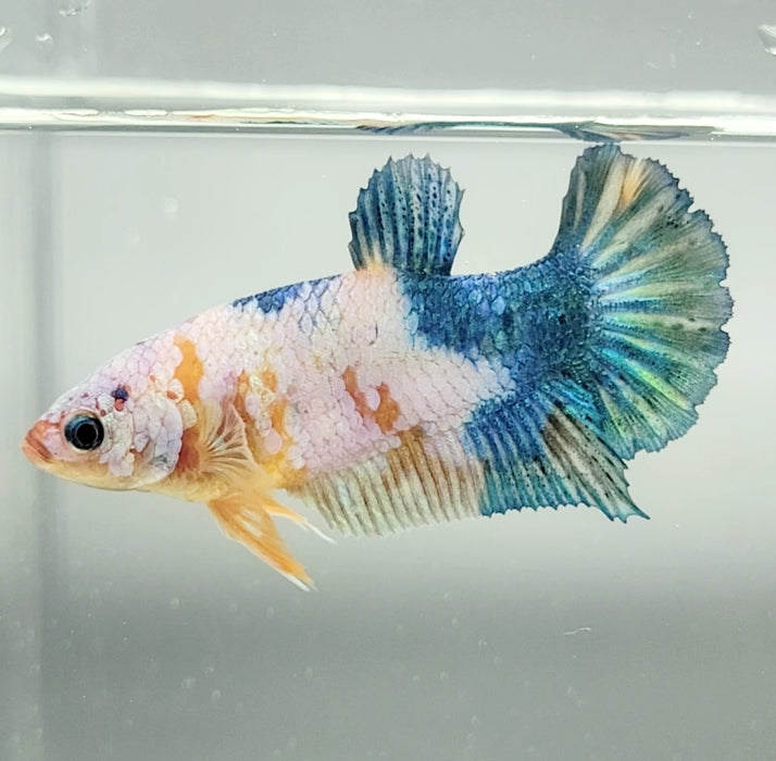 Galaxy Koi Female Betta Fish GK-1436