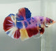 Giant Galaxy Koi Betta Fish Male GB-1538