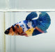 Galaxy Koi Female Betta Fish GK-1400