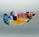 Galaxy Koi Betta Fish Female GK-1495