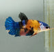 Galaxy Koi Female Betta Fish GK-1444