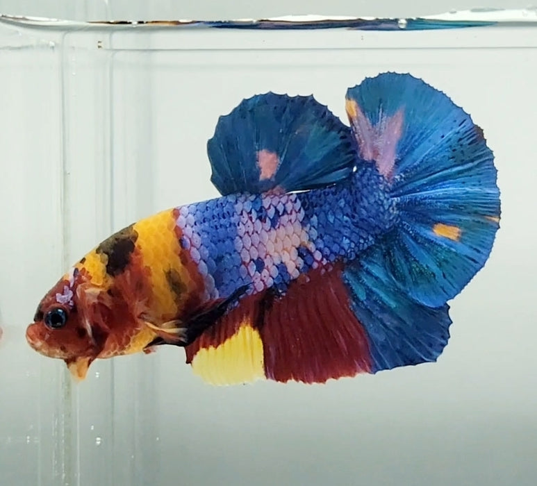 Galaxy Koi Male Betta Fish GK-1571