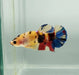 Galaxy Koi Female Betta Fish GK-1332