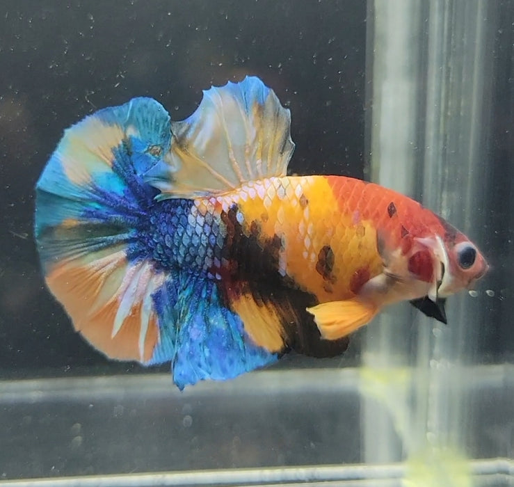 Galaxy Koi Betta Fish Male GK-1616