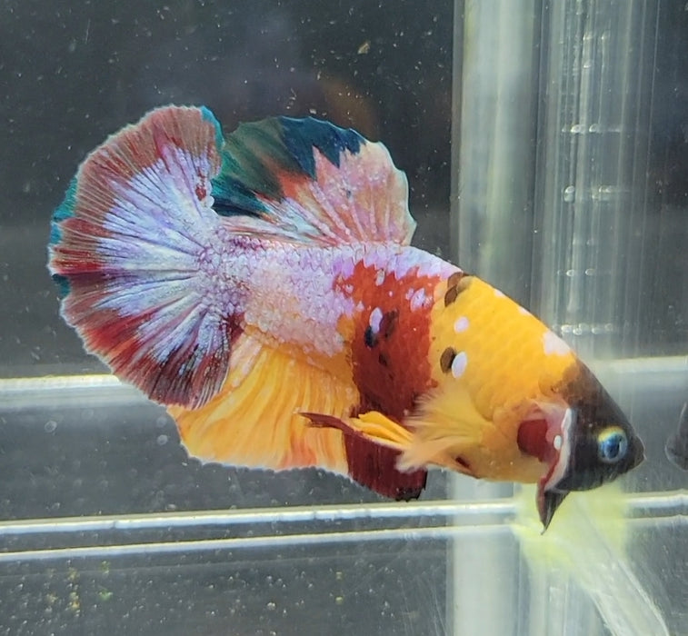 Galaxy Koi Betta Fish Male GK-1614