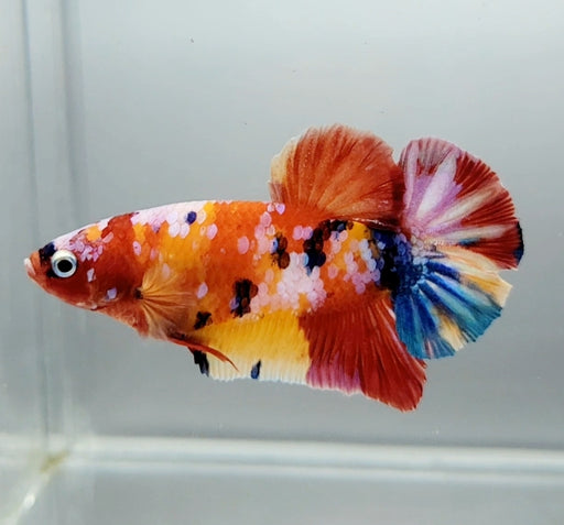 Galaxy Koi Male Betta Fish GK-1424