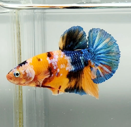 Galaxy Koi Female Betta Fish GK-1448
