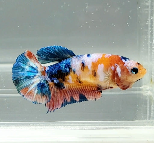 Galaxy Koi Female Betta Fish GK-1445