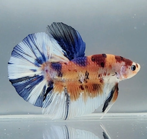 Giant Galaxy Koi Betta Fish Male GB-1548