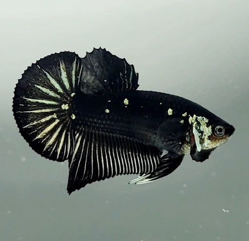 Black Mamba Betta Fish Male  BM-1504
