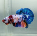 Galaxy Koi Betta Fish Male  GK-1515
