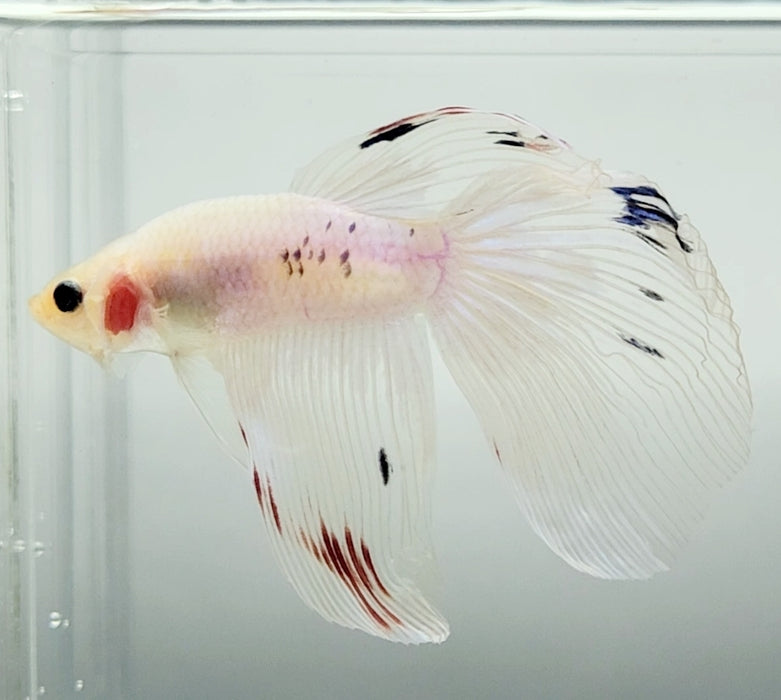 Koi Halfmoon Betta Fish HM-1605