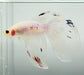 Koi Halfmoon Betta Fish HM-1605