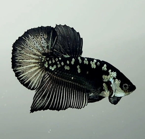 Black Mamba Betta Fish Male  BM-1503