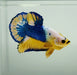 Yellow Fancy Male Betta Fish YF-1337