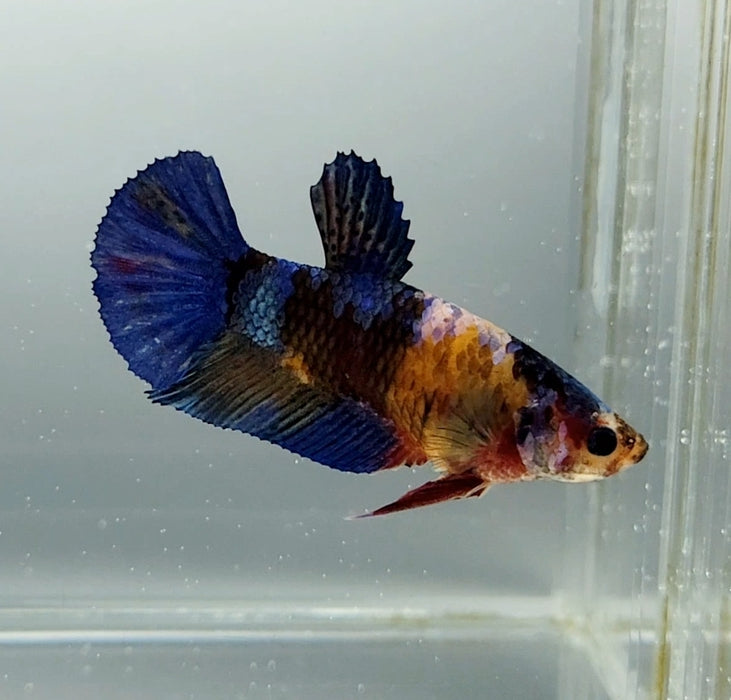 Galaxy Koi Female Betta Fish GK-1376