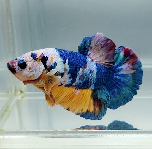 Galaxy Koi Betta Fish Male GK-1536