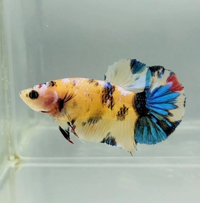 Galaxy Koi Female Betta Fish GK-1348 — JV Betta