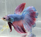 Galaxy Koi Halfmoon Betta Fish  HM-1600