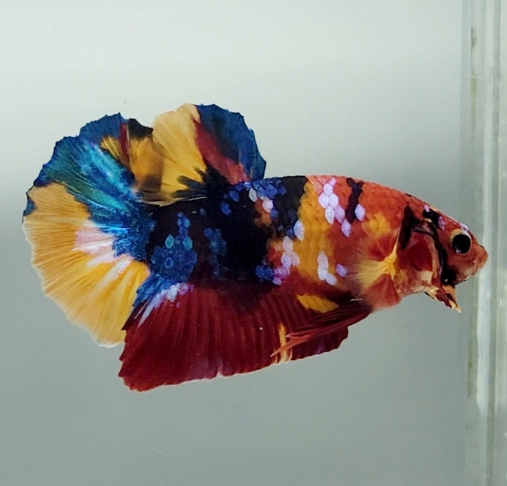Galaxy Koi Betta Fish Male GK-1518 — JV Betta