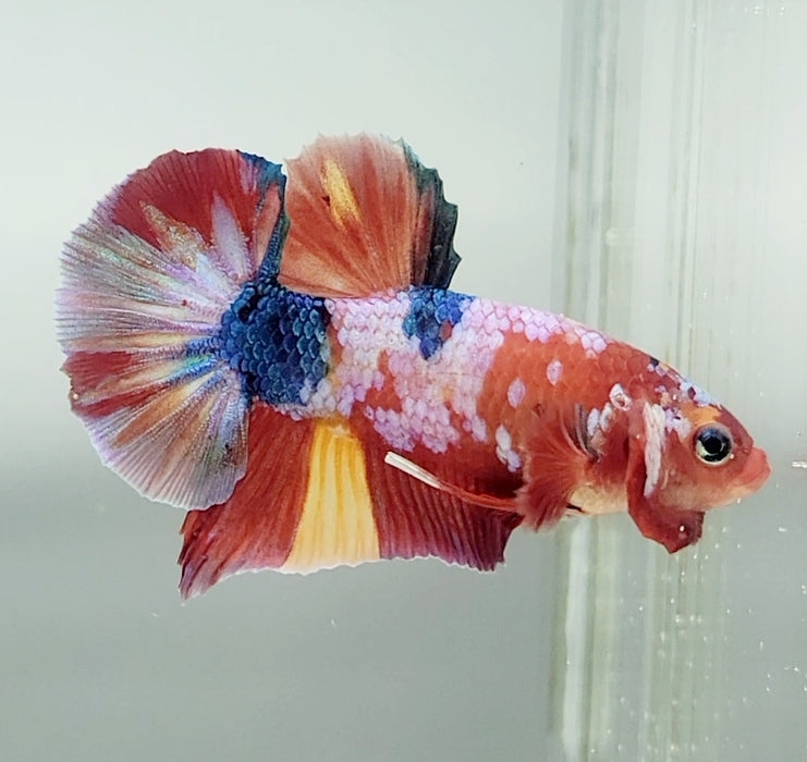 Galaxy Koi Male Betta Fish GK-1415