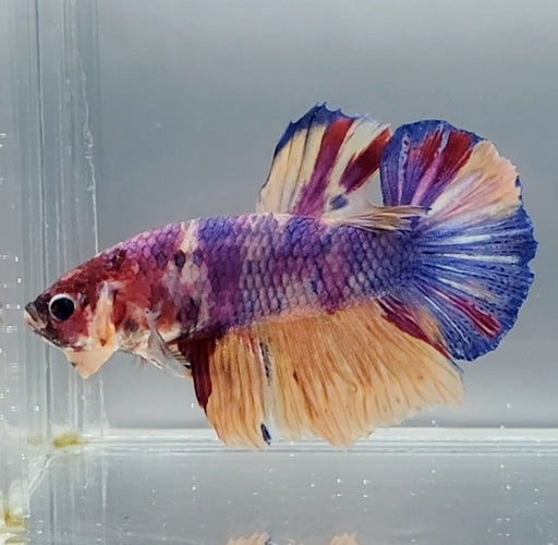 Giant Galaxy Koi Betta Fish Male GB-1545