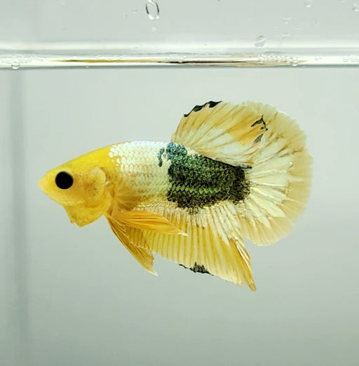 Yellow Fancy Male Betta Fish YF-1336