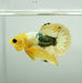 Yellow Fancy Male Betta Fish YF-1336