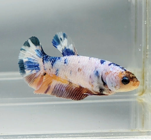Galaxy Koi Female Betta Fish GK-1394