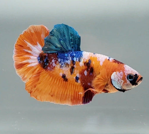 Galaxy Koi Betta Fish Male  GK-1514