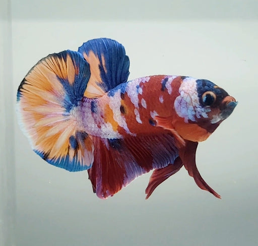 Galaxy Koi Male Betta Fish GK-1404