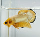 Yellow Fancy Male Betta Fish YF-1373
