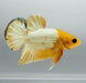 Yellow Fancy Male Betta Fish YF-1374