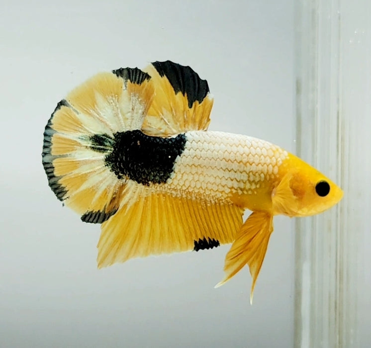 Yellow Fancy Male Betta Fish YF-1371