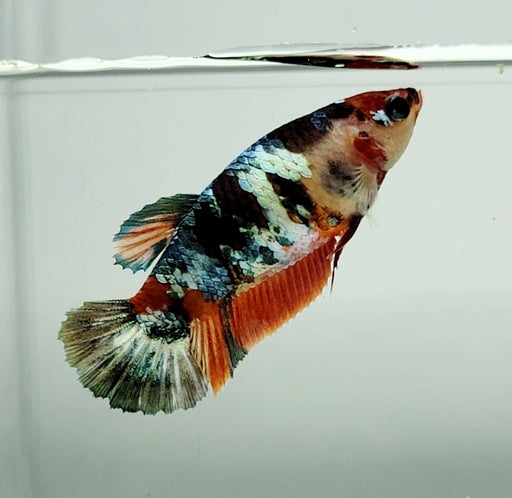 Red Copper Koi Female Betta Fish RC-1250
