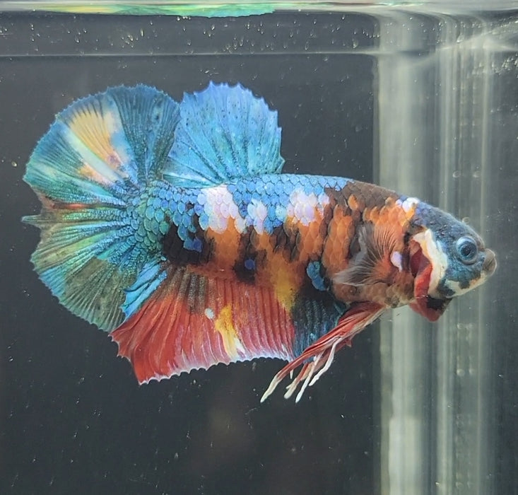 Galaxy Koi Betta Fish Male GK-1630