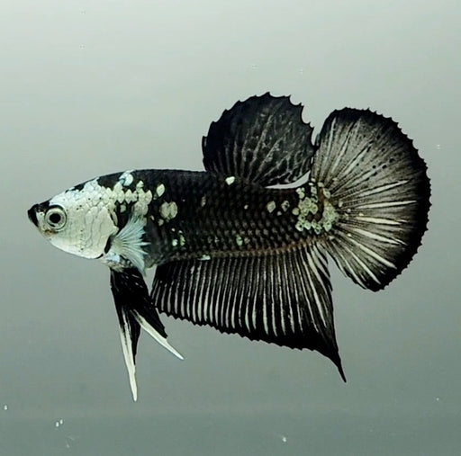 Black Mamba Betta Fish Male  BM-1510