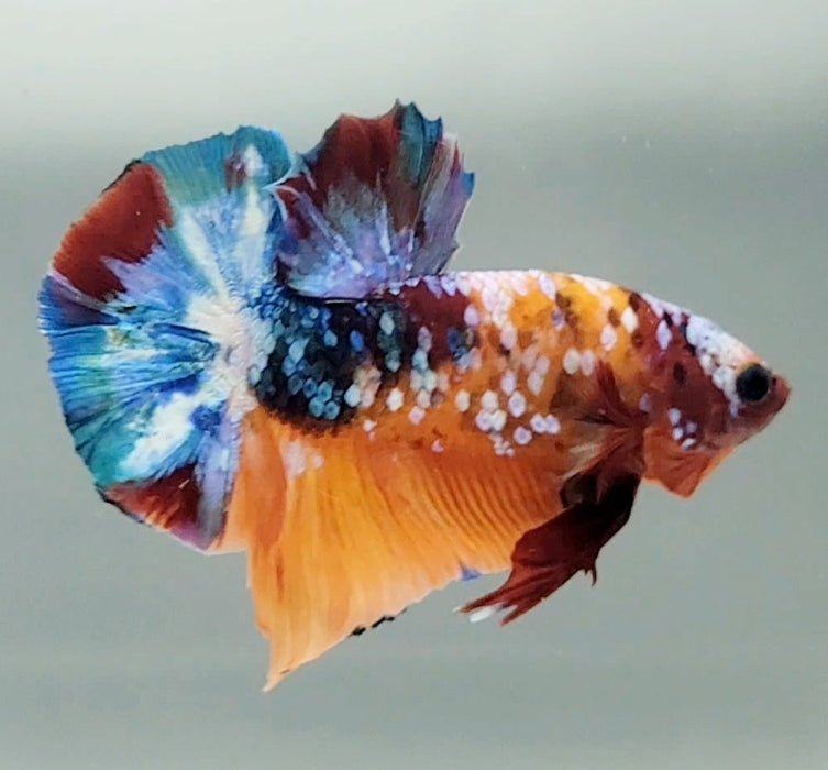 Galaxy Koi Male Betta Fish GK-1573