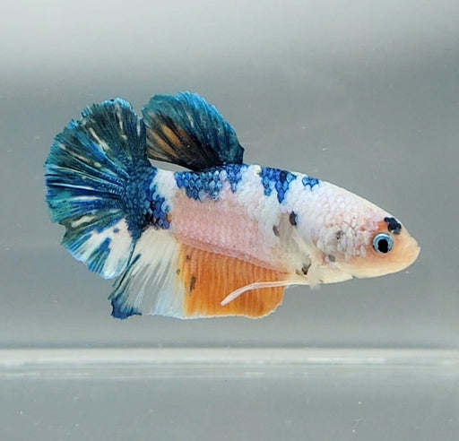 Galaxy Koi Betta Fish Male GK-1498